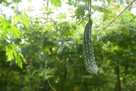 Bitter Gourd Growing Tips, Tricks, Ideas, and Secrets | Gardening Tips