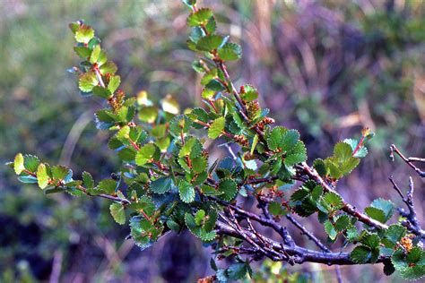 Betula nana (Betulaceae) image 48776 at