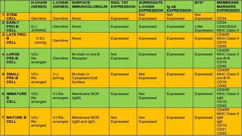 B Cell Development Stages | Simplified Explanation