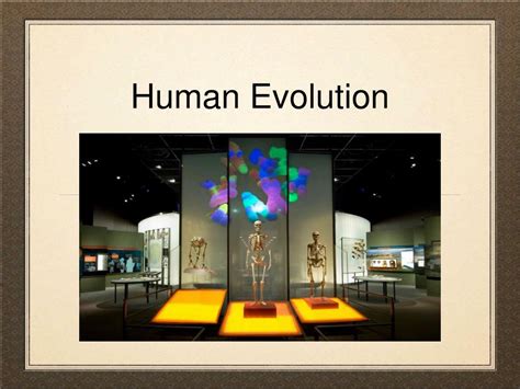 Ppt Human Evolution Powerpoint Presentation Free Download Id3779677