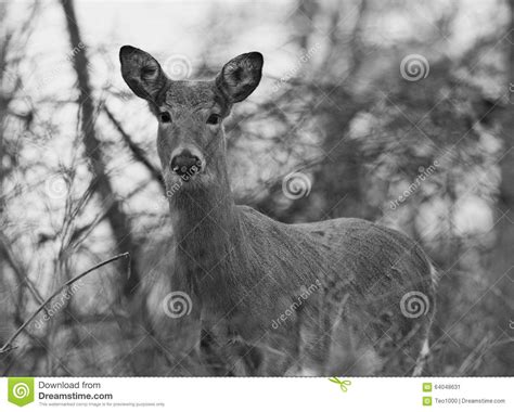 Beautiful Black And White Photo Of The Wild Deer Stock Image Image Of