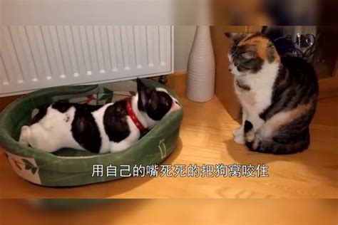 猫咪霸占狗窝，狗狗好不容易抢回来，死死咬住说什么也不松口 猫咪 狗狗