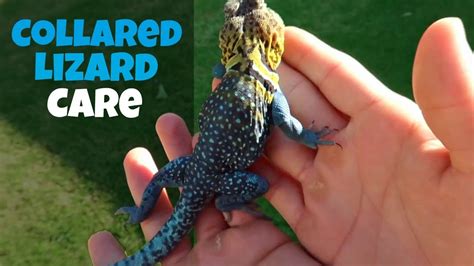 Eastern Collared Lizard Care