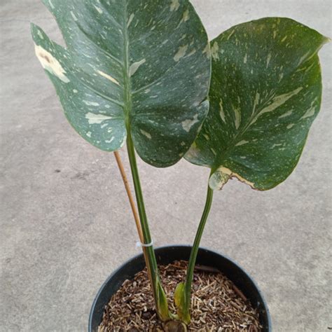 Jual Monthai Japan Lab Ekonomis Monstera Thai Constellation Variegata