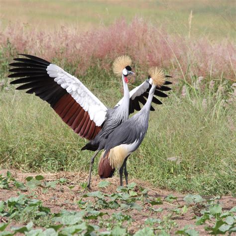 One Million Animals And Plant Species Face Extinction Threats