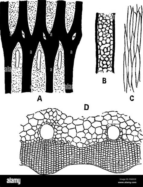 Fossil Plants For Students Of Botany And Geology Paleobotany X