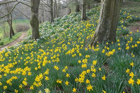 Mapperton House and Gardens - Visitor Information | Dorset Guide