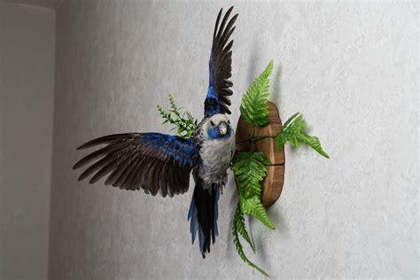 Parrot Taxidermy Bird Mount Mounted Stuffed Birds For Sale Real