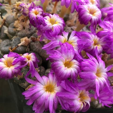 Conophytum Ectypum 1417 35 Mesa Garden