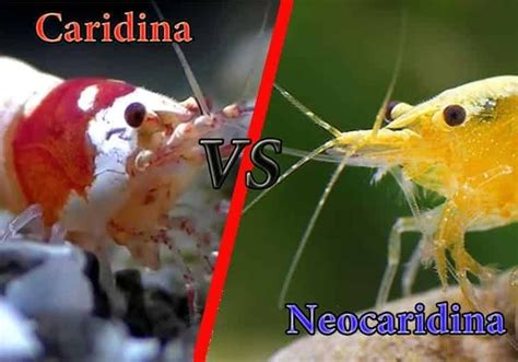 The Difference between Neocaridina and Caridina Shrimp - Shrimp and ...