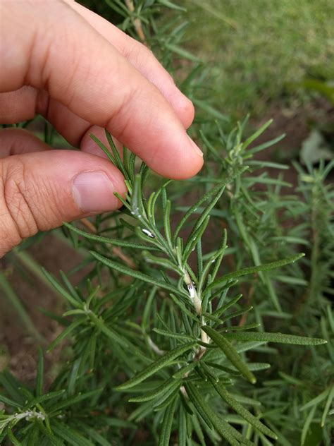 What are these white bugs in my rosemary plant? How do I take care of ...