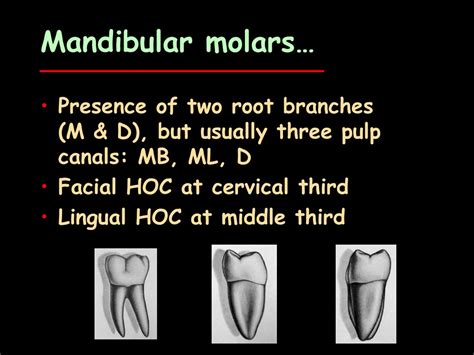 Ppt Permanent Molars Powerpoint Presentation Free Download Id 421601