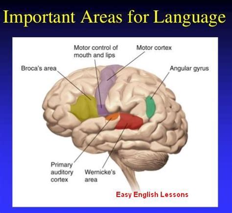 Language And Brain Connection Brain Based Learning Brain Mapping