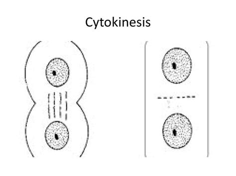 Cle Describe The Processes Of Cell Growth And Reproduction Ppt Download