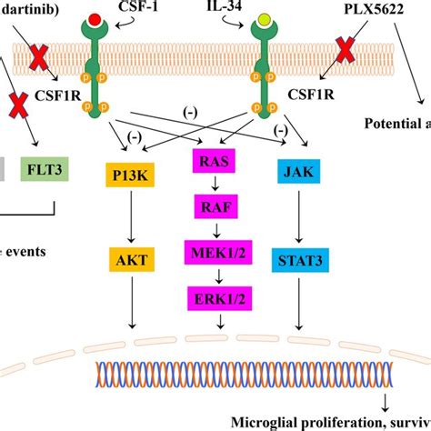 Csf 1r Signaling Pathways And The Effects Of Csf 1r Inhibitors Csf 1 Download Scientific