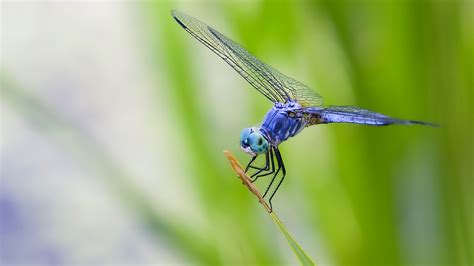 DragoNFLies Wallpaper (50+ images)