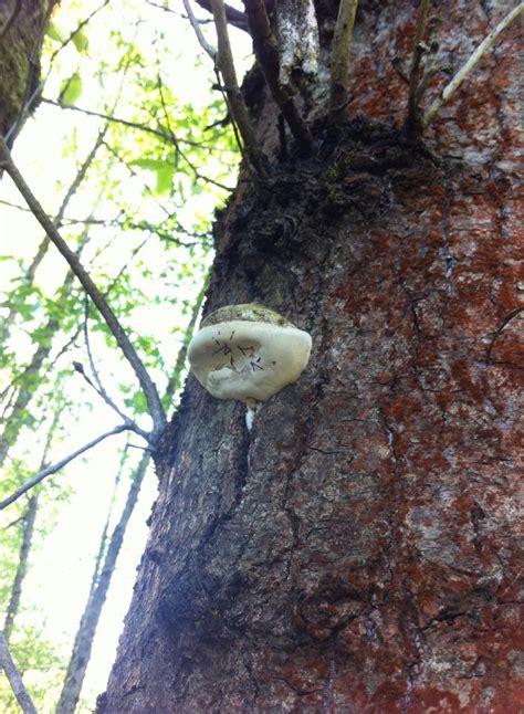 Help Identifying Pacific Northwest Woodchip Mushrooms Mushroom