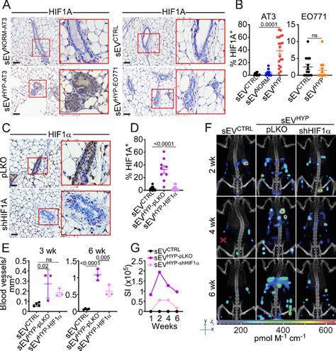 Sev Hyp Hif1α Signaling Control Mammary Gland Angiogenesis A And B