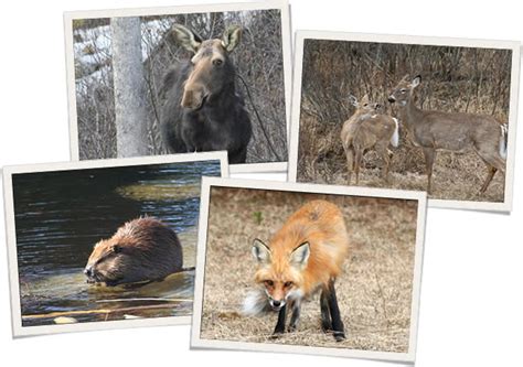 Algonquin Park Wildlife