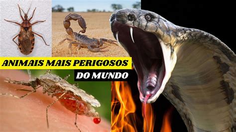 Animais Mais Perigosos E Letais Do Mundo Youtube