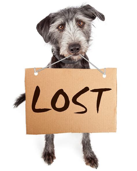 Lost Dog Behavior | Kat Albrecht - Missing Animal Response Network