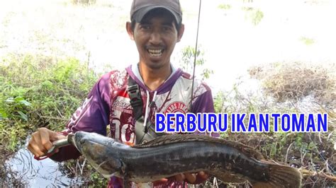 5 Jenis Ikan Toman yang Diburu Mancing Mania, Namanya Aneh-aneh, Cek di ...