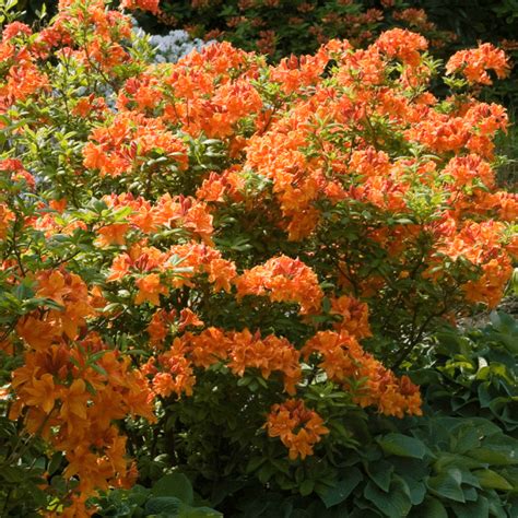 Azalea Orange Beauty - Japanese Shrub (9cm) | Biennial plants, Flowering bushes, Evergreen plants