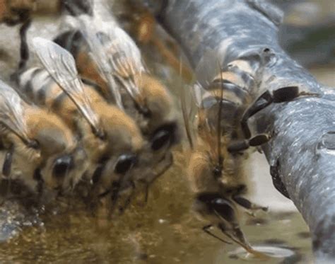 Water Foragers Ejbees East Jefferson Bee Club