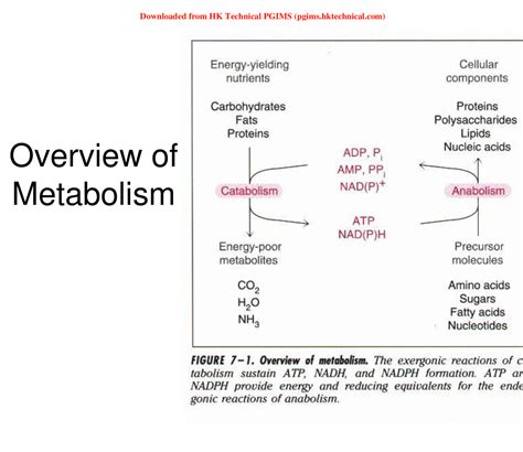 Glycolysis Ppt Spbc Cop Bpharmacy 2nd Semester Lecture Notes Pdf