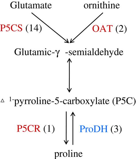 Proline Biosynthetic Pathway In Chrysanthemum Under Dehydration P Cs