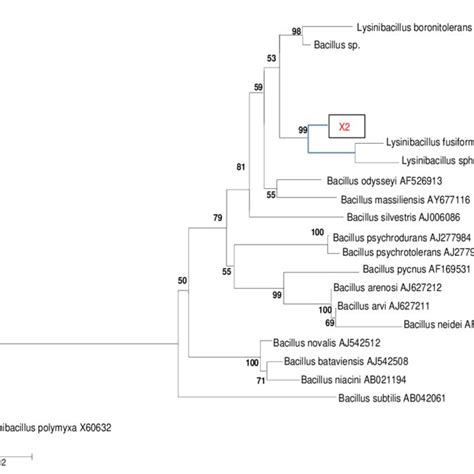 A Phylogenetic Tree Showing The Identity Of The Bacillus Sp Inferred