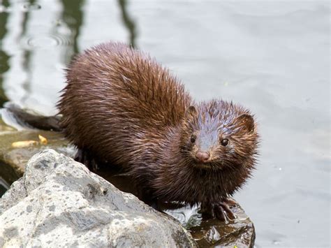 Abe's Animals: Types of carnivorous mammals