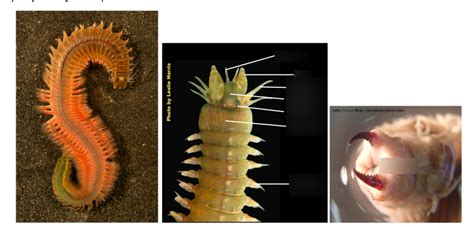 Lab Class Polychaeta Clamworm Diagram Quizlet