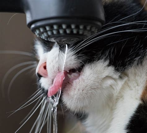 Moggies | Moggyhollow.com