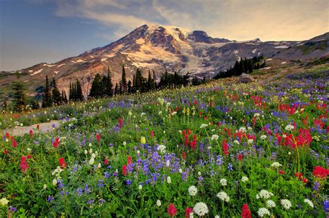 🔥 40 Mount Rainier Meadow Flowers Wallpapers Wallpapersafari