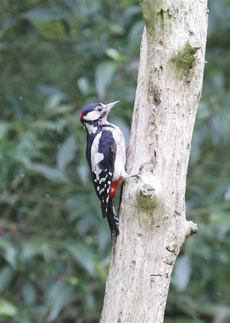 Great Spotted Woodpecker Male Great Spotted Woodpecker Mal Flickr