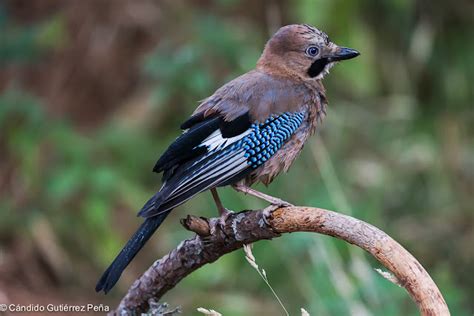 ARRENDAJO EUROASIATICO Garrulus Glandarius Observatorio De La