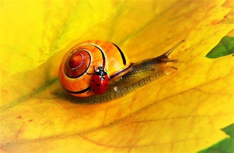 Discover The Beauty Of Snails Free HD Snail Pictures And Images For