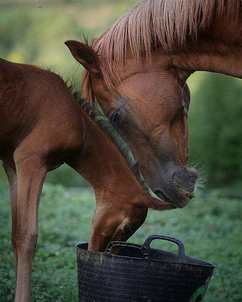 Horse love | Красивые лошади, Любовь лошадей, Детеныши животных