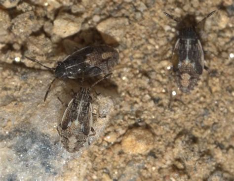 how to get rid of chinch bugs