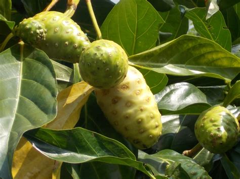 Plants Found In Singapore Morinda Citrifolia