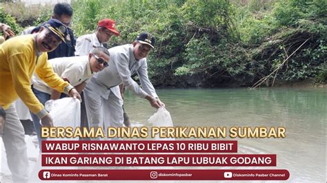 Bersama Dinas Perikanan Sumbar Wabup Risnawanto Lepas 10 Ribu Bibit