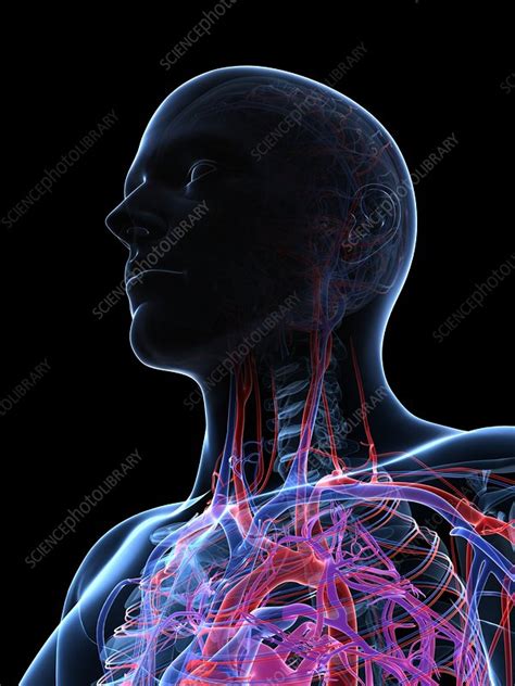 Male Cardiovascular System Artwork Stock Image F005 6533 Science