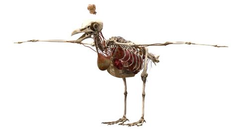 Seagull anatomy skeleton 3D model - TurboSquid 1525274