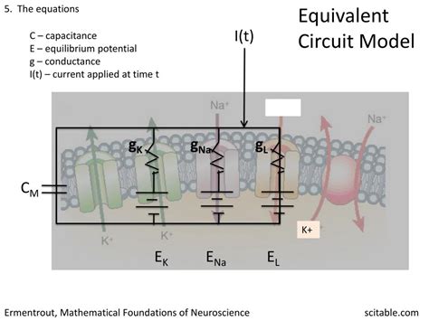 Ppt Modeling The Action Potential In A Squid Giant Axon Powerpoint