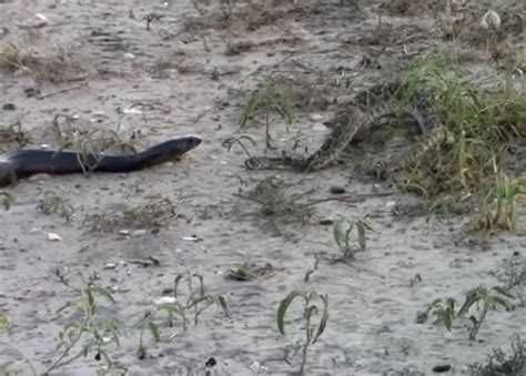 A Verdade Sobre O V Deo Que Mostra Luta Entre Cobra Caninana E Cascavel