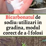 Bicarbonatul De Sodiu Utilizari In Gradina Modul Corect De A L Folosi