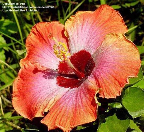 PlantFiles Pictures Tropical Hibiscus Rum Runner Hibiscus Rosa