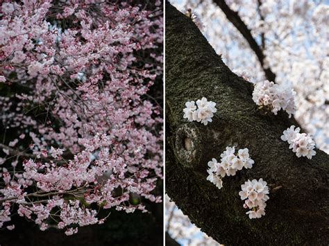 Hanami : les 15 endroits où voir les cerisiers en fleurs à Tokyo - Le ...