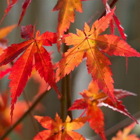 Acer Palmatum Rable Du Japon